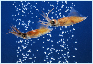 Firefly Squid and Deep-Sea Water