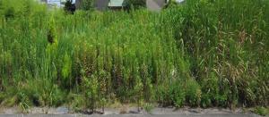 雑草が繁茂している土地