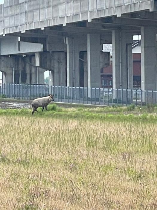 カモシカ