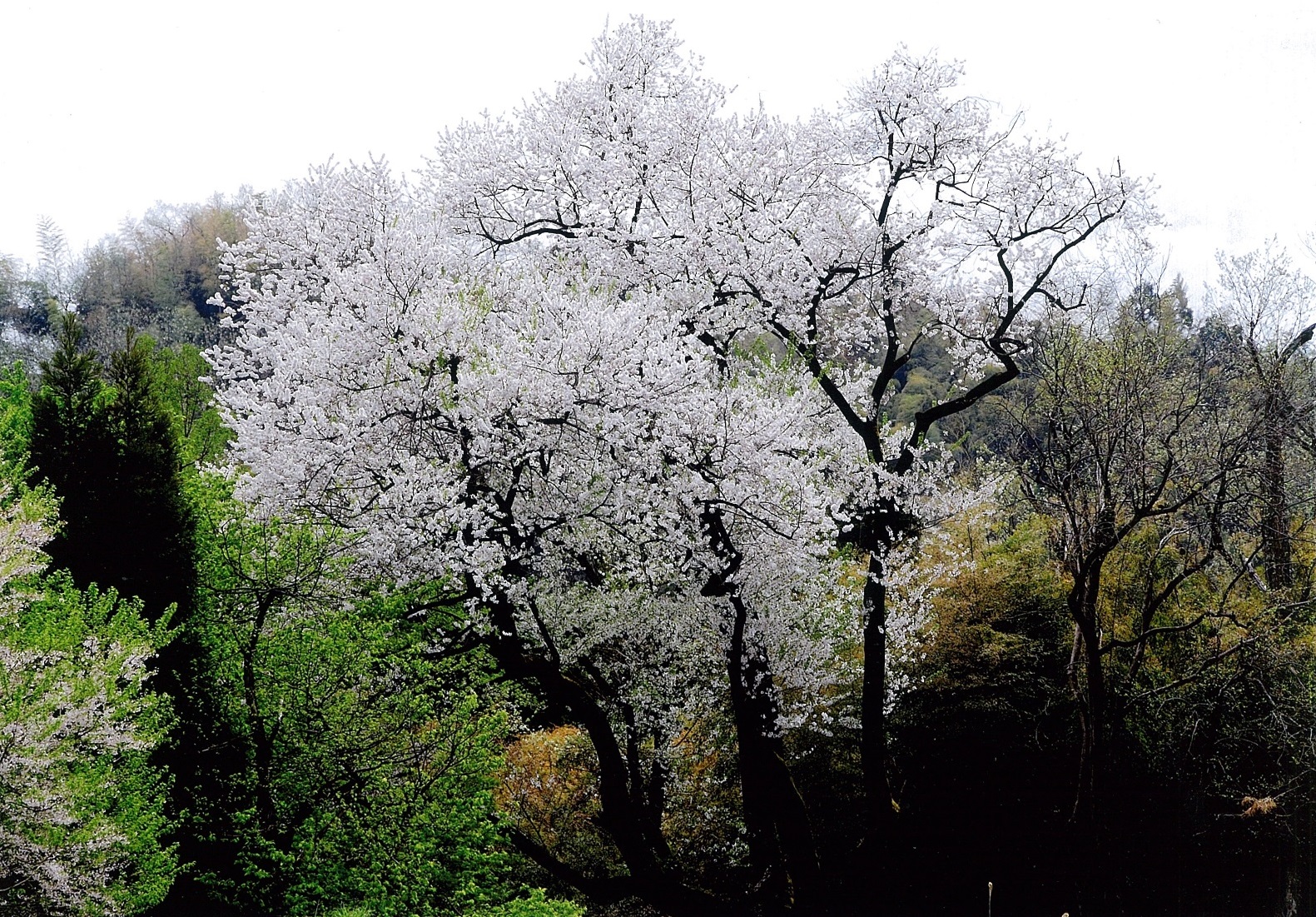 薄ピンク色の花が満開に咲いているエドヒガンザクラの古木の写真