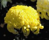 chrysanthemum