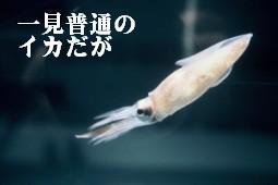 ほたるいかの写真