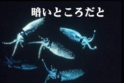 暗いところで光ほたるいかの写真