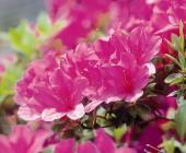 azalea