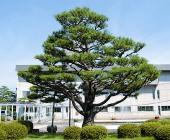 pine