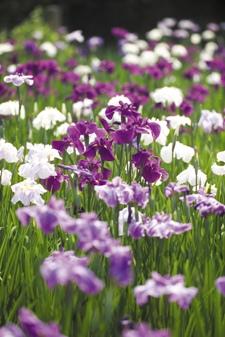 白や紫色の花が咲いている花菖蒲の写真