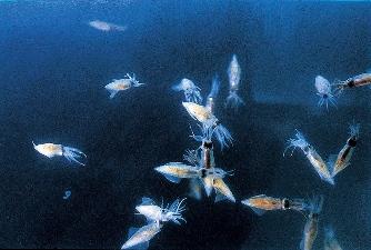 海の中のホタルイカの写真