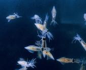 firefly squid