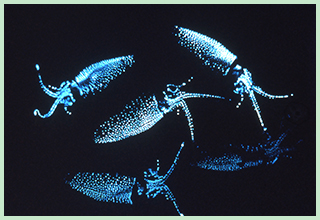 Firefly Squid Boat Tour