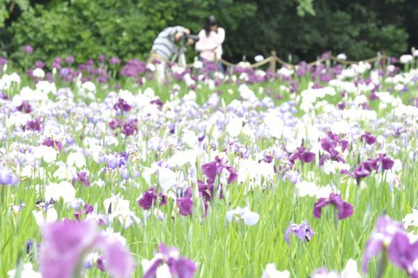 白や紫色の花が満開の花しょうぶの写真