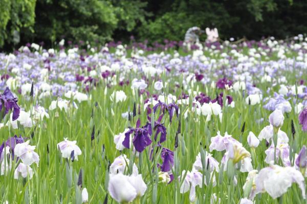 白や紫色の花が満開の花しょうぶの写真