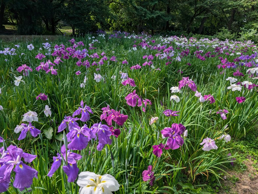 北菖蒲園