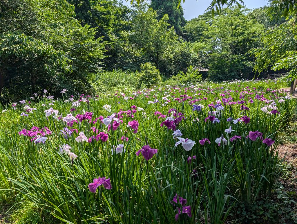 北菖蒲園