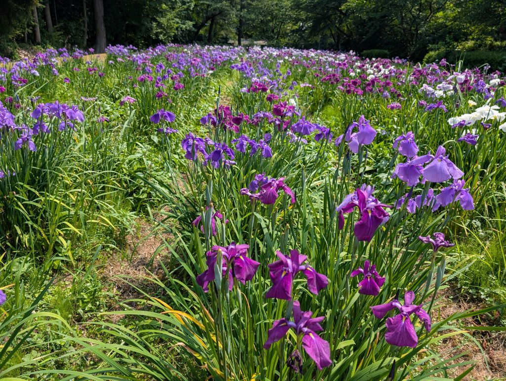 西菖蒲園