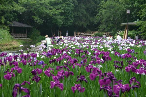 白や紫色の花菖蒲がたくさん咲いている写真