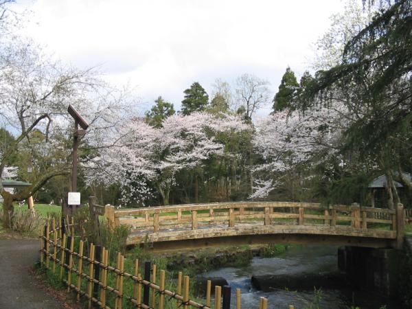 橋がかかっている奥に咲く桜の写真