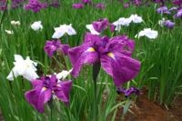 行田公園に咲いている白や紫色の花の写真