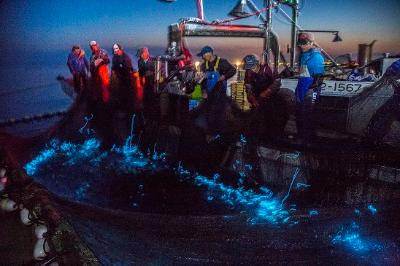 船の上から青く発光しているホタルイカが入った網を引き揚げている漁師たちの写真