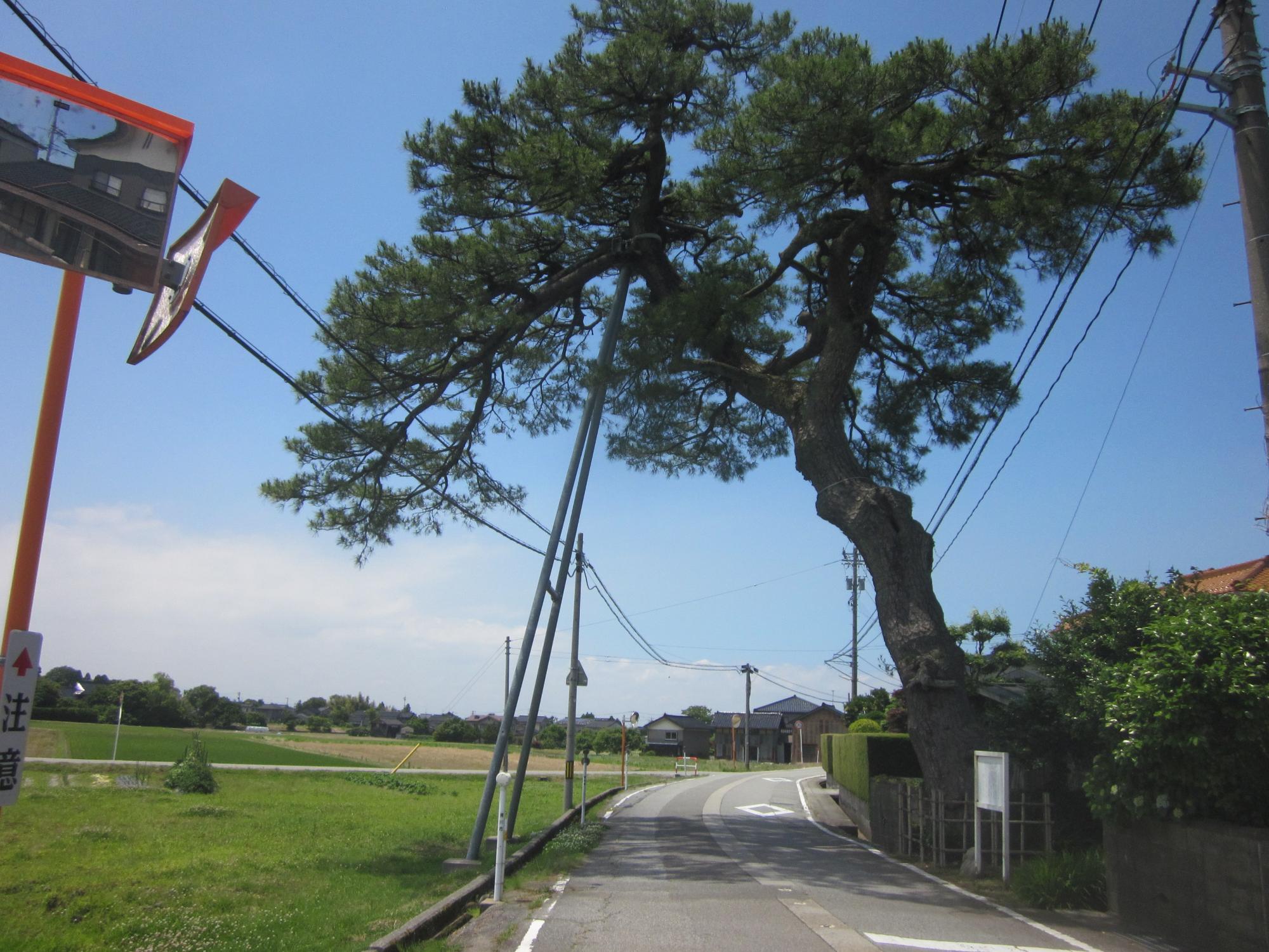 幹が太く空高く枝が伸び、二車線の道路を枝が覆っている大きな門松の写真