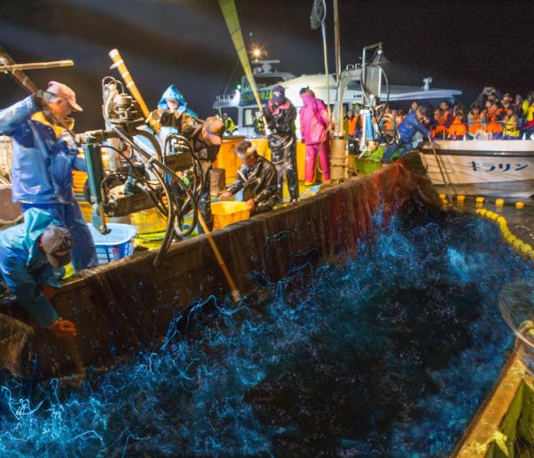 ホタルイカ漁を観光船から見学している写真