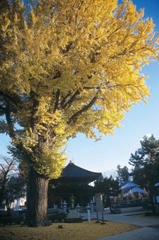 黄色く紅葉する銀杏の古木と西光寺の写真