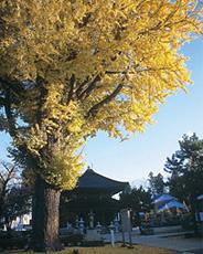 紅葉する銀杏の古木と西光寺の写真