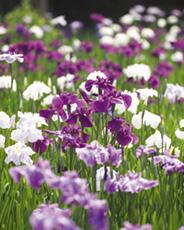 紫と白色の花菖蒲が咲く行田公園の写真